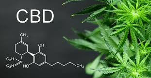 cbd oil immunity